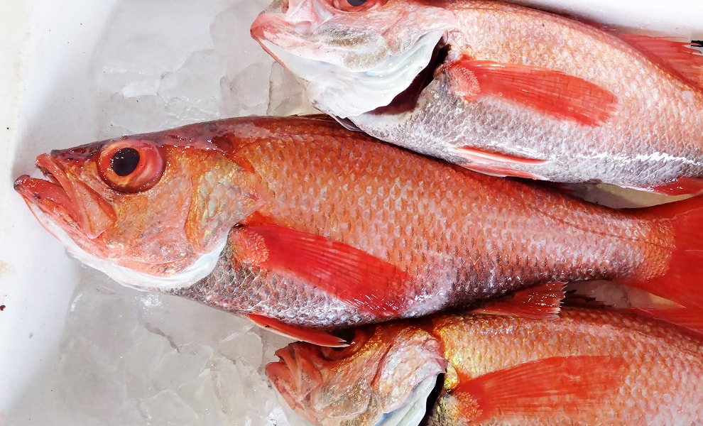 アカムツの写真