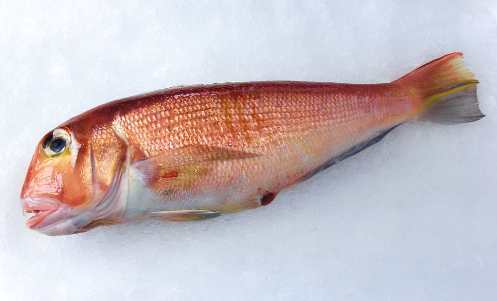 アカアマダイの写真