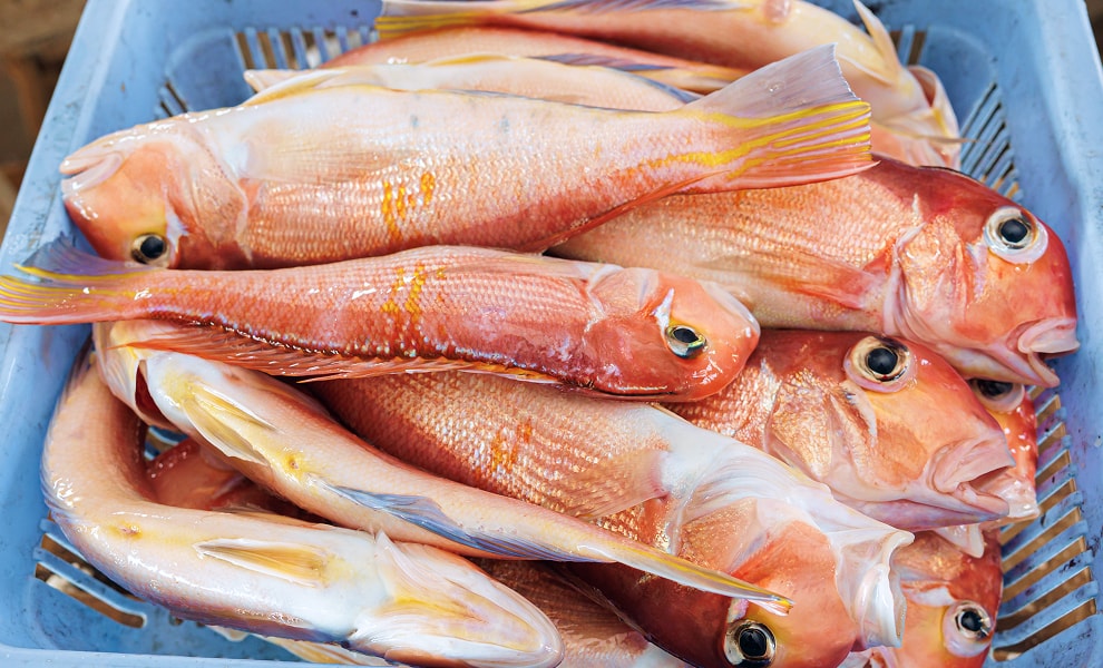 アカアマダイの写真