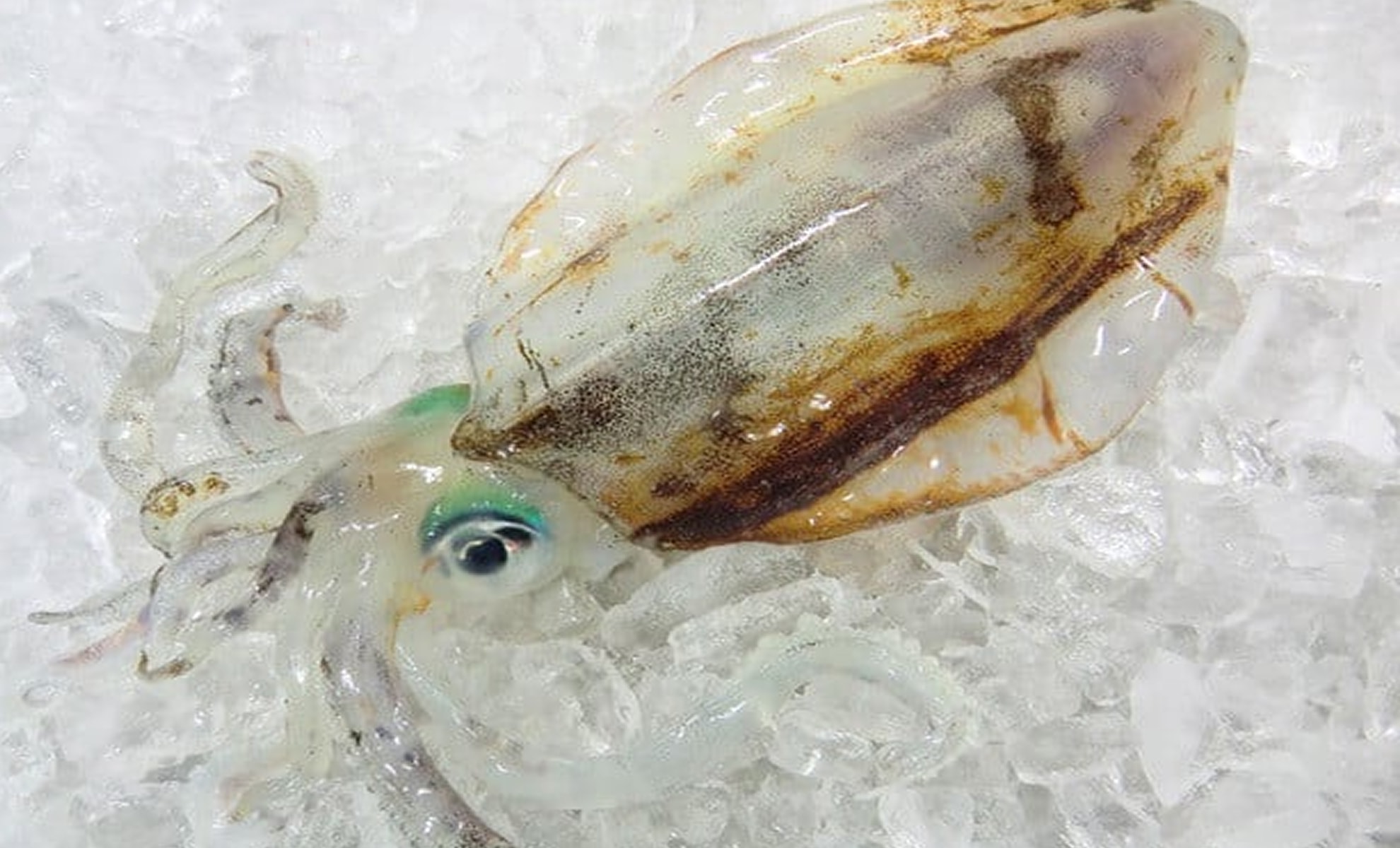 アオリイカの写真