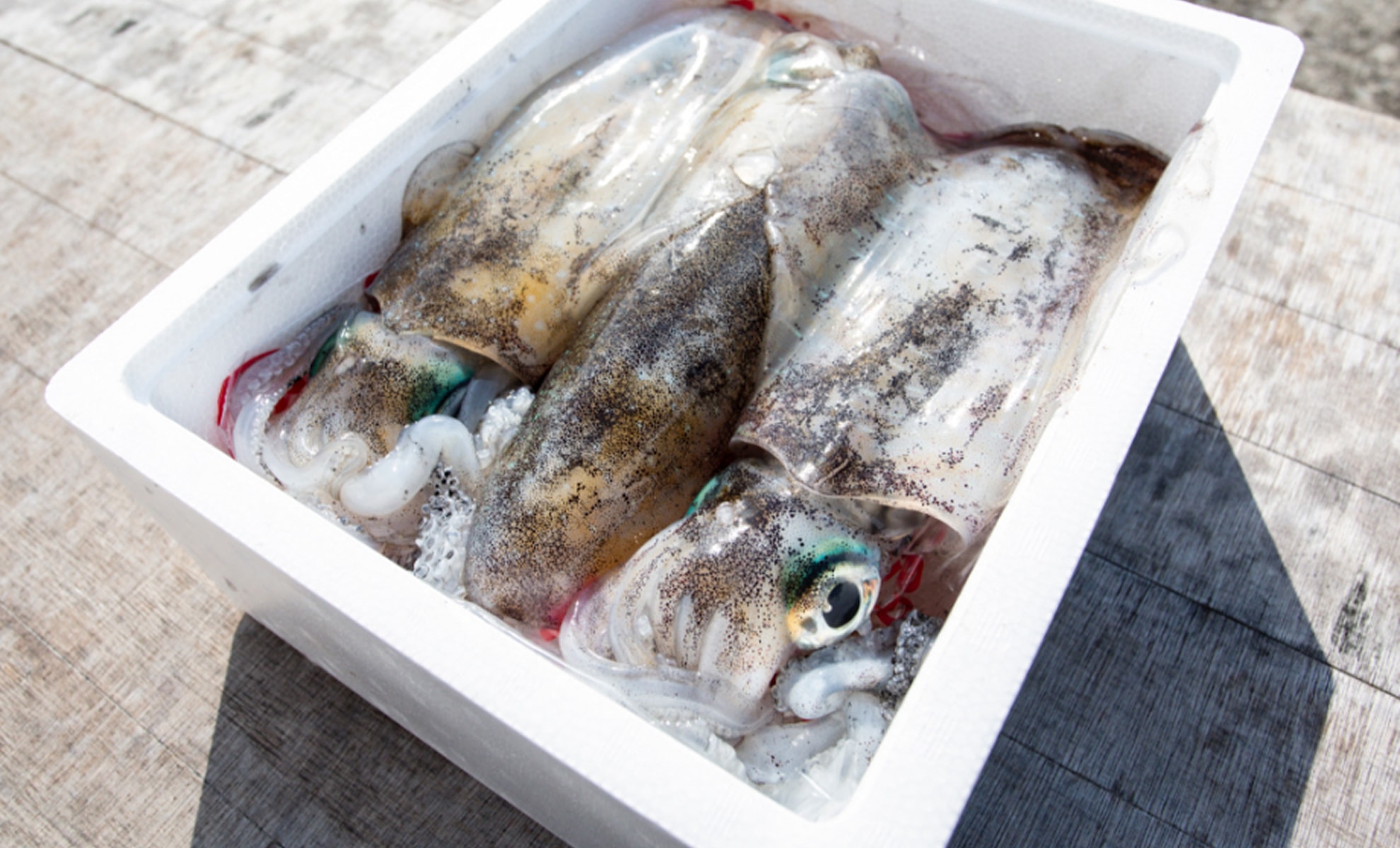 アオリイカの写真