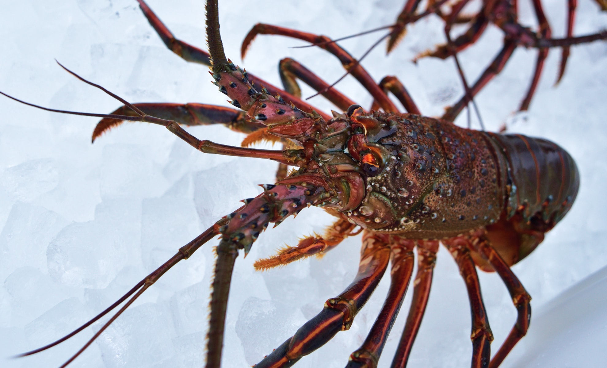 イセエビの写真