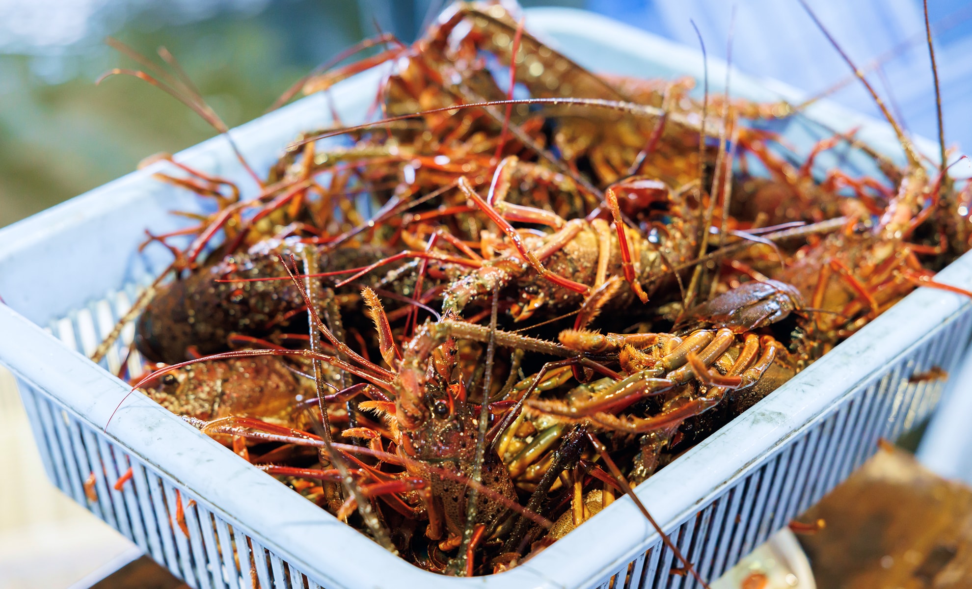 イセエビの写真