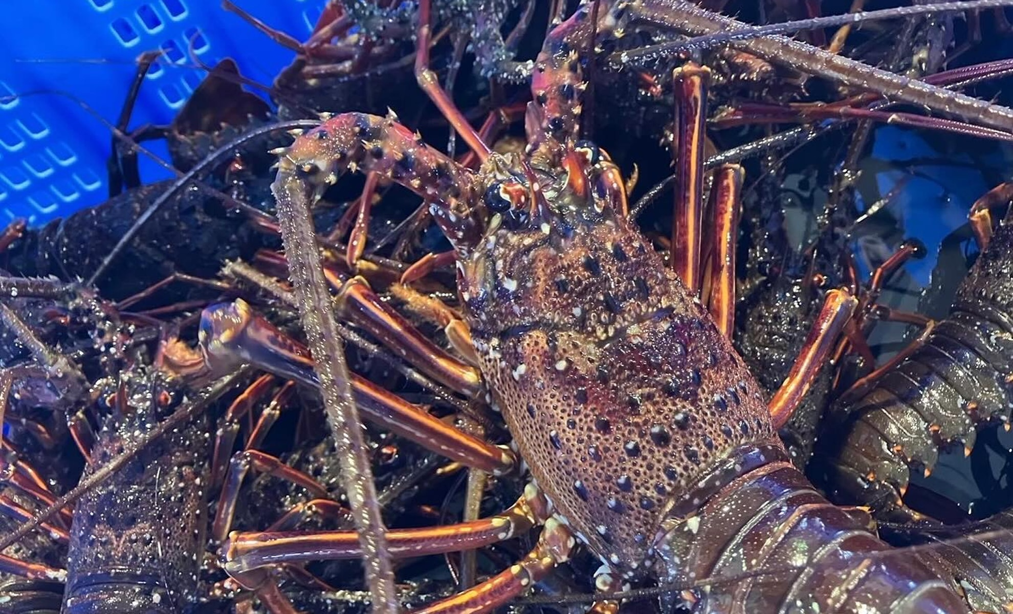 イセエビの写真