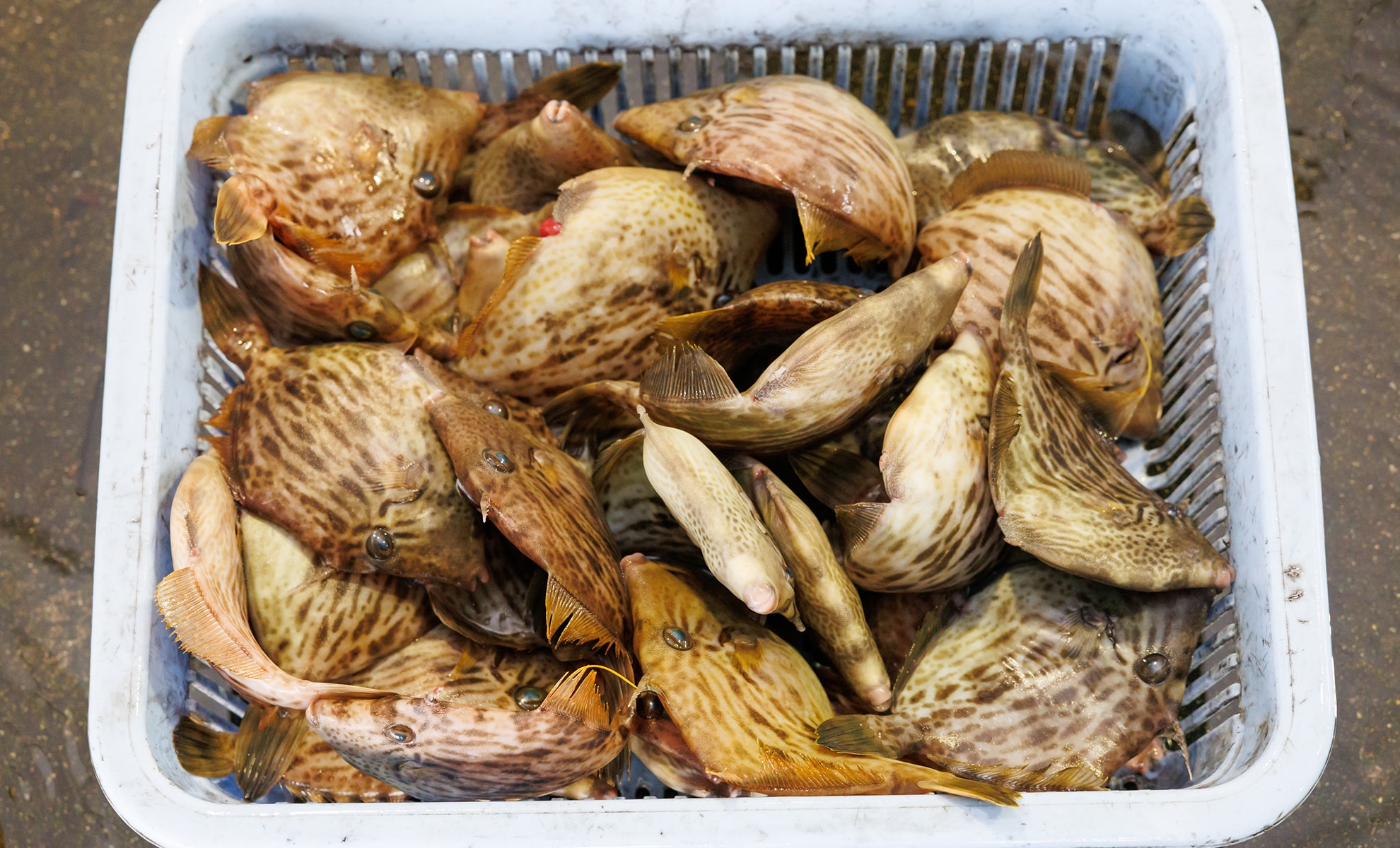 カワハギの写真