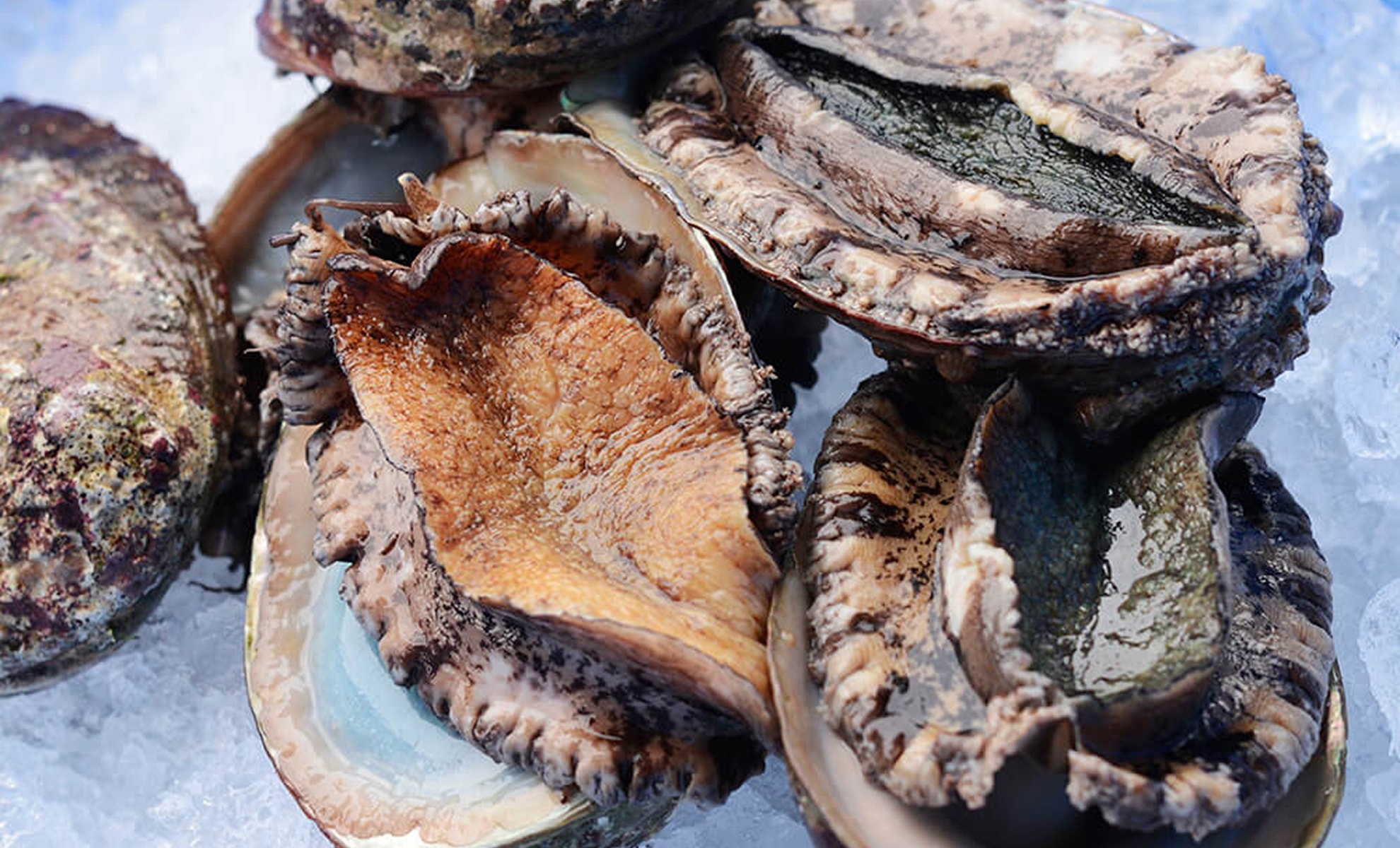 クロアワビの写真