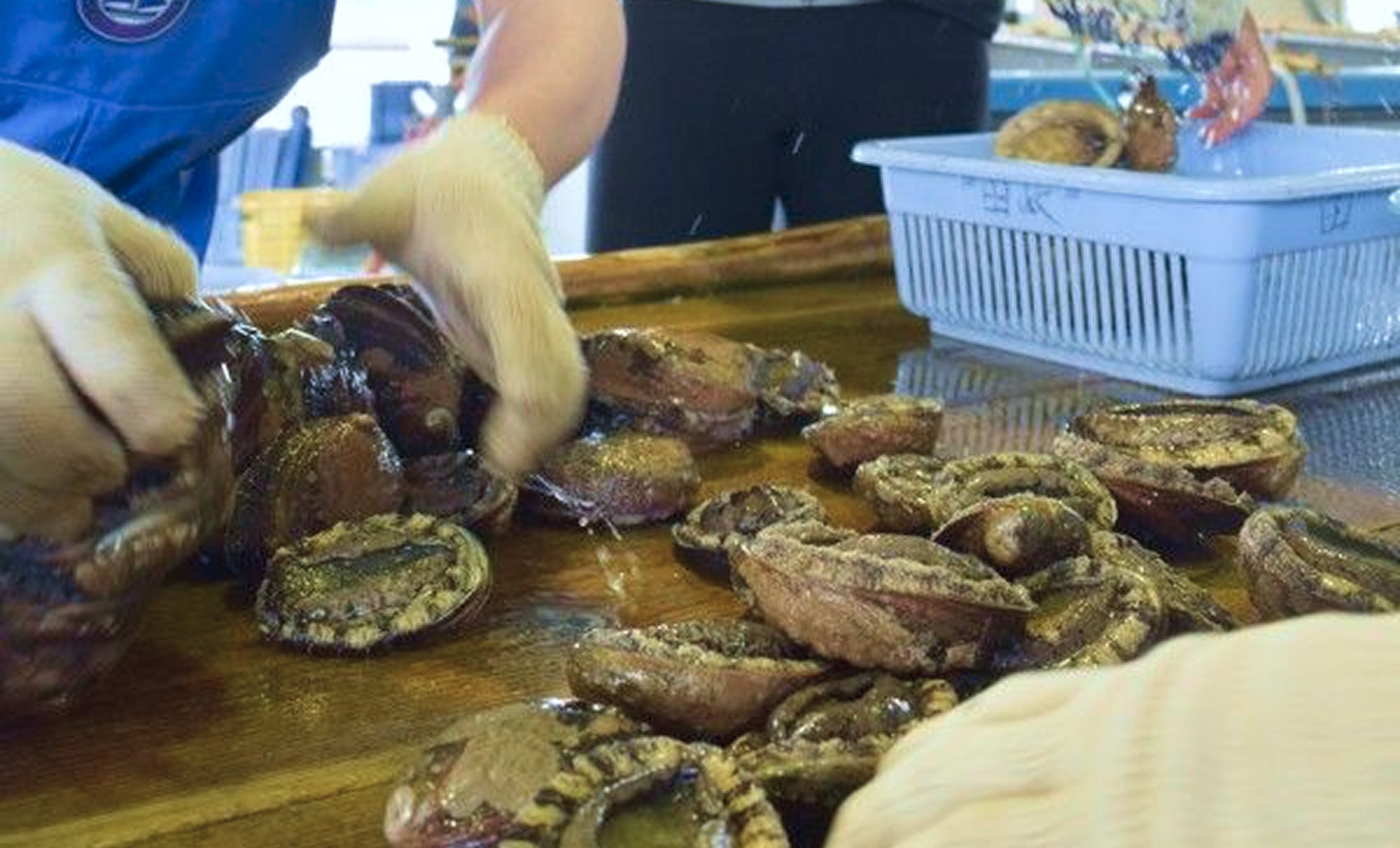 クロアワビの写真