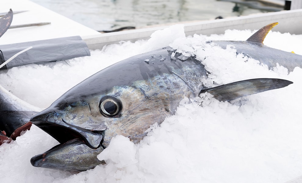 マグロ類の写真