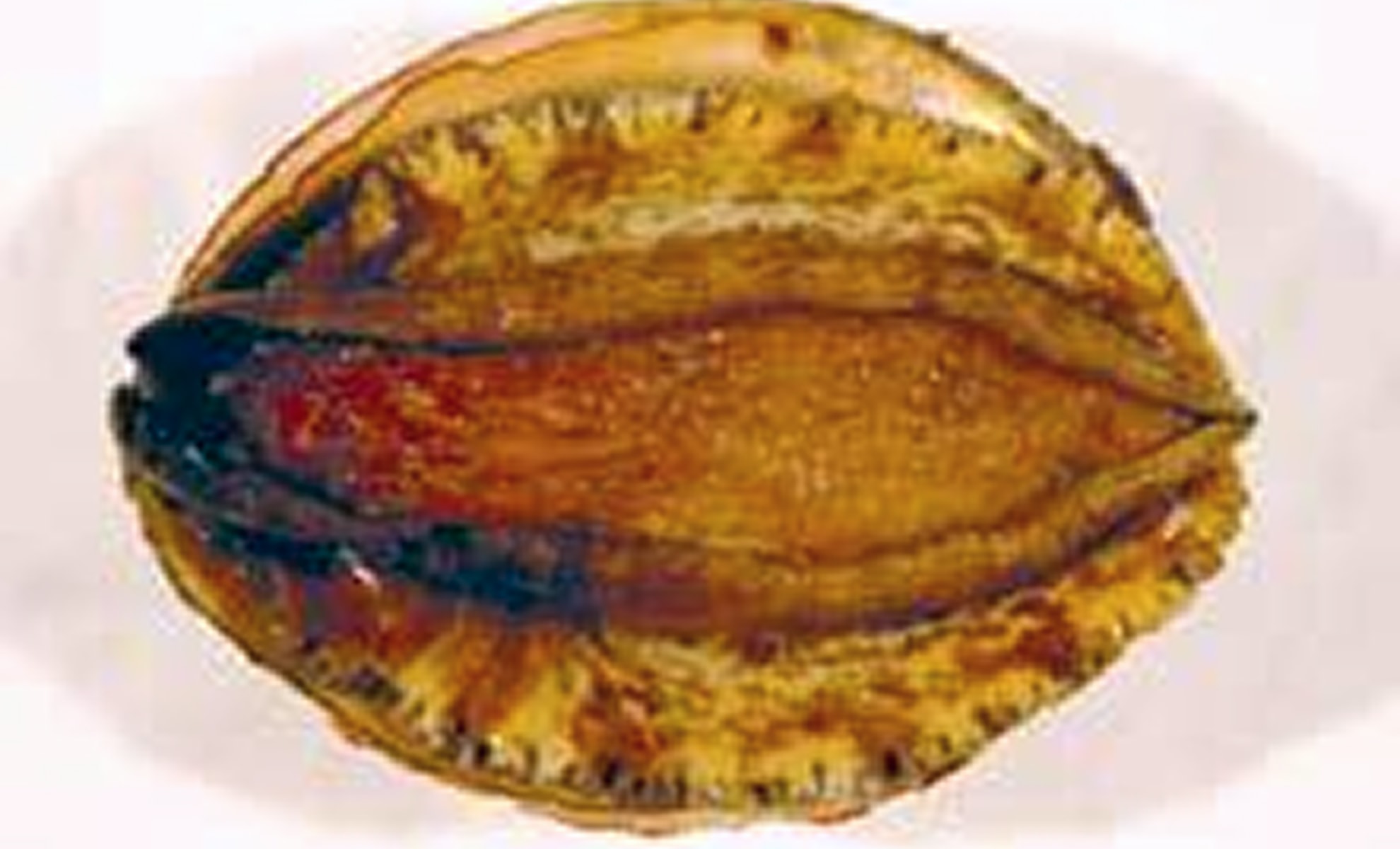 メガイアワビの写真