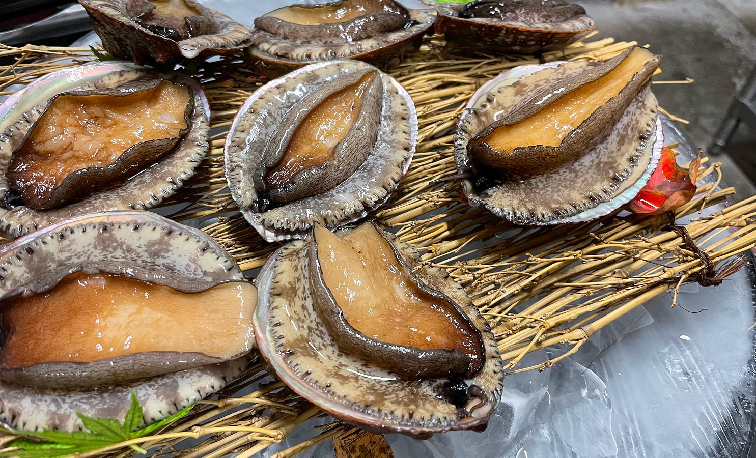 メガイアワビの写真