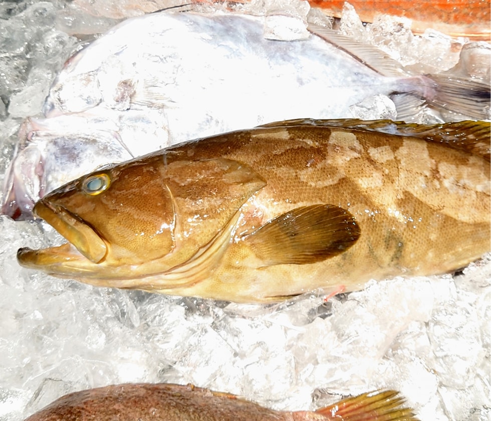 由岐で獲れる海産物の写真