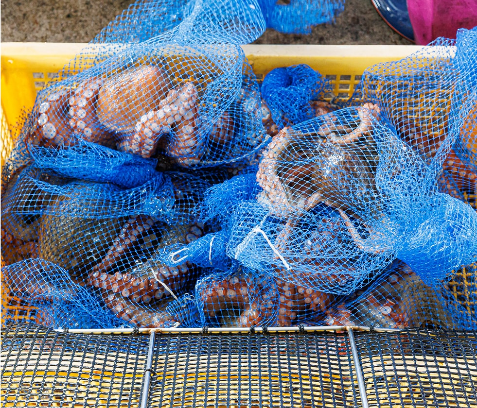 由岐で獲れる海産物の写真