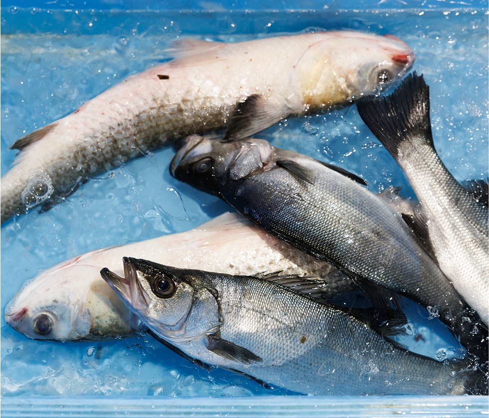 由岐で獲れる海産物の写真
