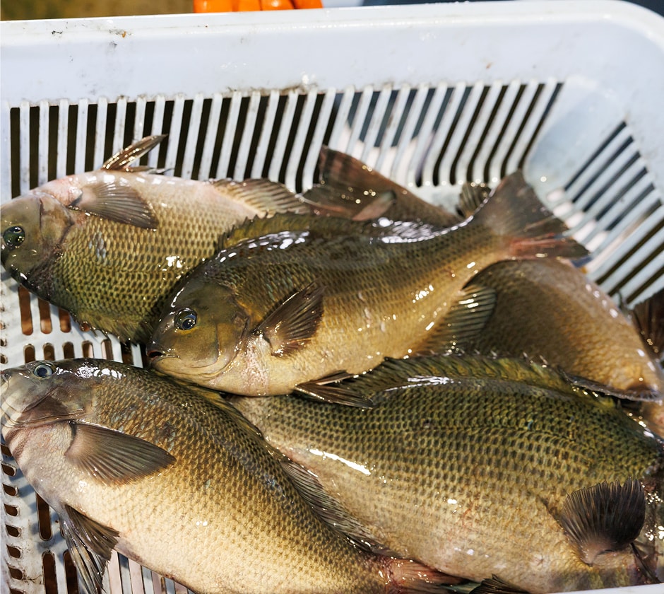 由岐で獲れる海産物の写真