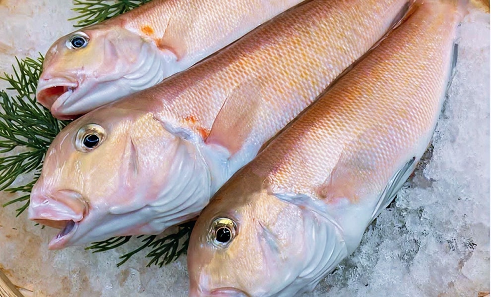 シロアマダイの写真