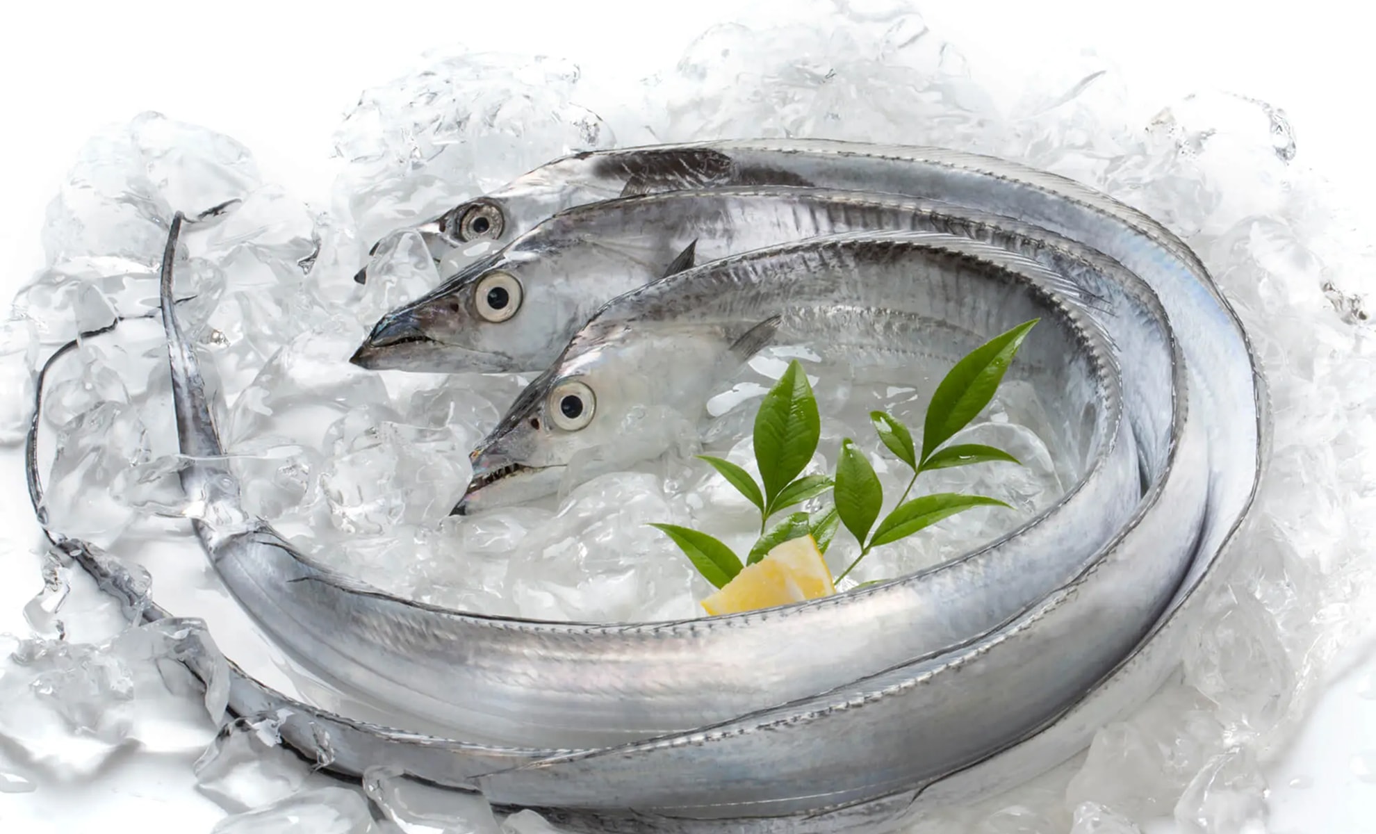 タチウオの写真