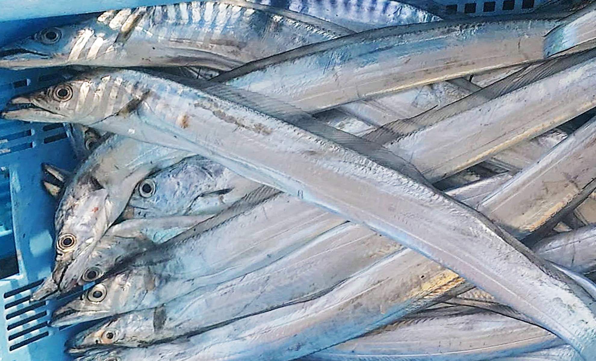 タチウオの写真